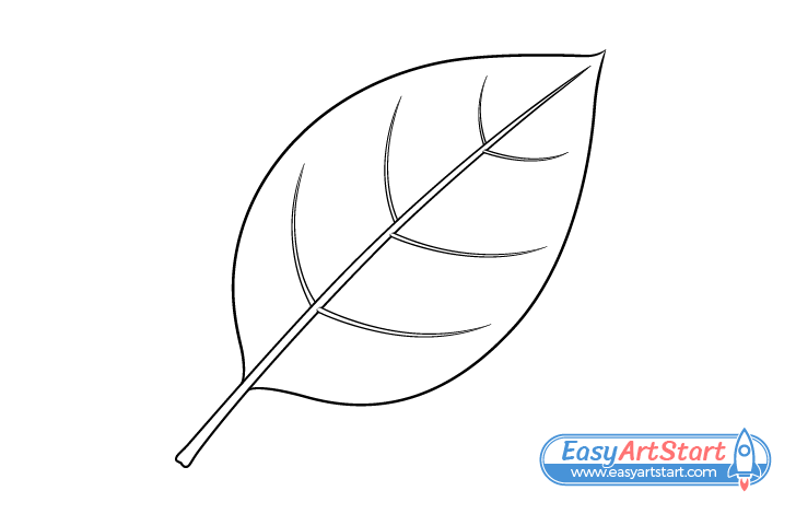 leaf veins drawing