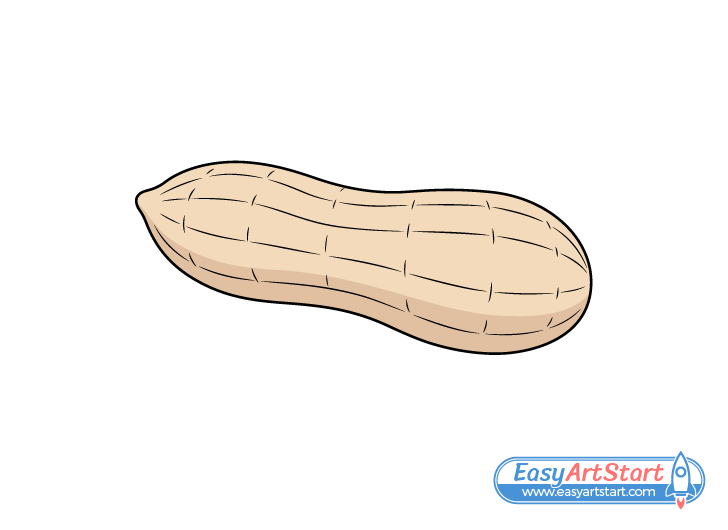 How to Draw a Peanut in 6 Steps - EasyArtStart