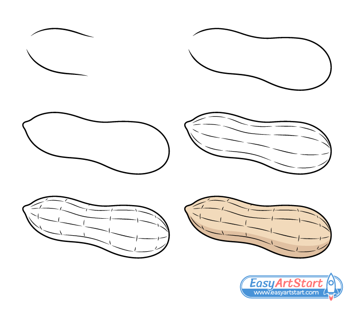 How to Draw a Peanut in 6 Steps - EasyArtStart