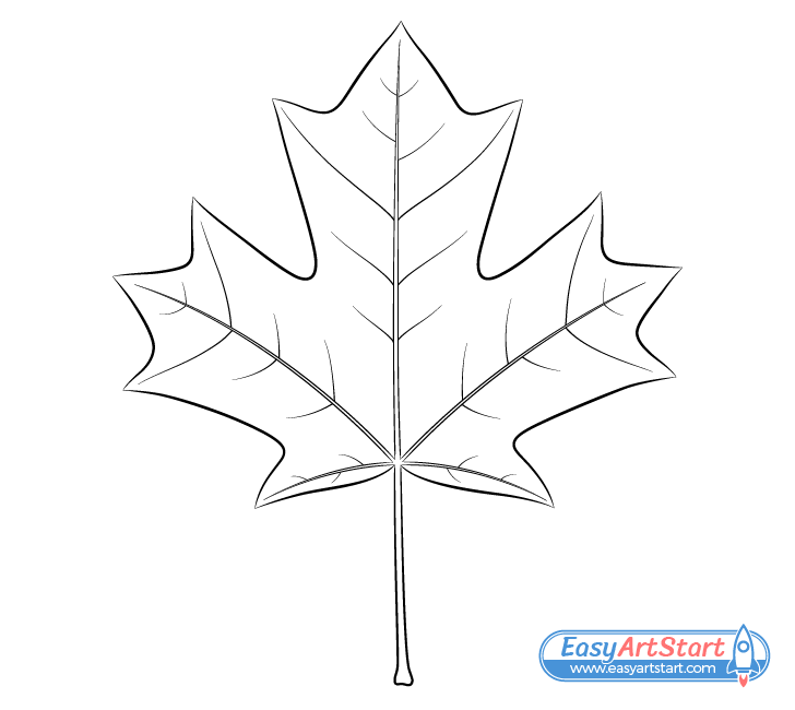 maple leaf line drawing