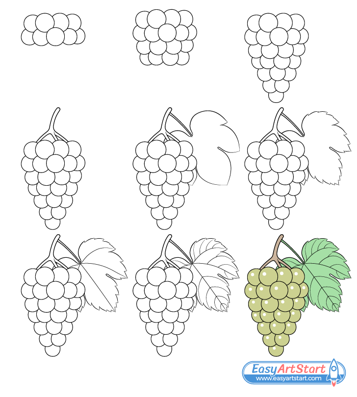 grapes drawing step by step