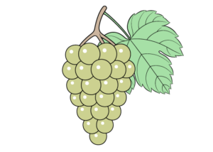 grapes drawing tutorial